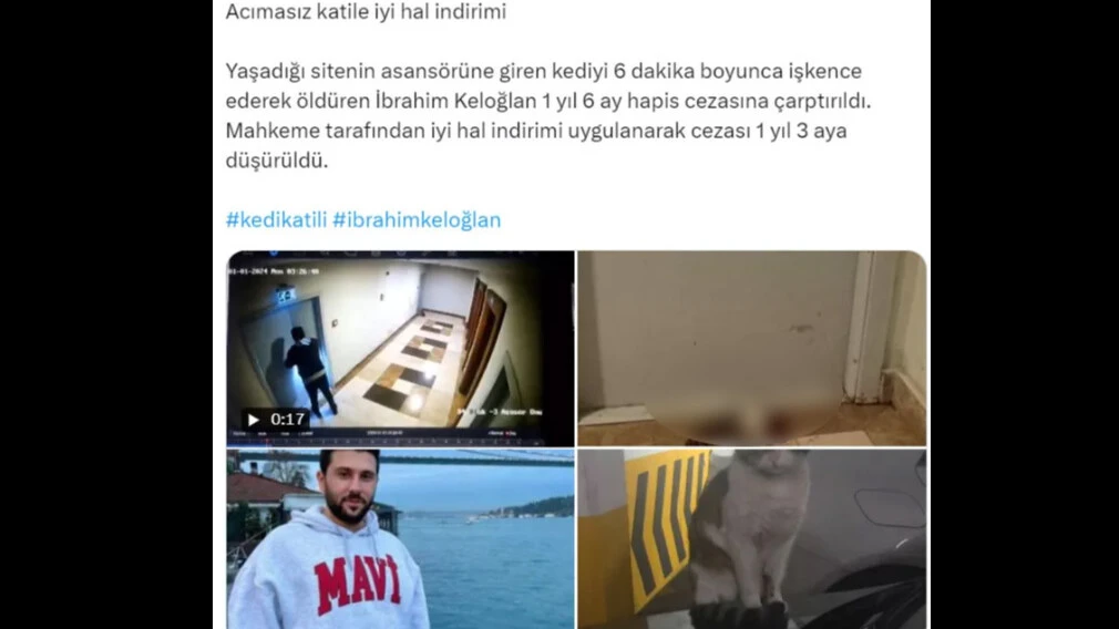 Kediyi ayağıyla ezerek öldürdü, herkes hep bir ağızdan bağırdı... İbrahim Keloğlan tutuklansın, katil istemiyoruz... - 15. Resim