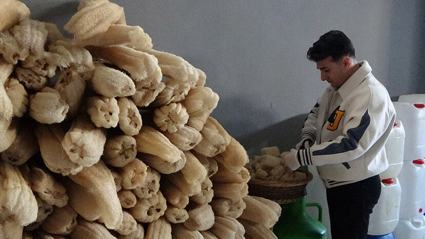 Yağlı cilde iyi geliyor, yoğun ilgi görüyor! Genç girişimci üretip dünyaya açılacak - 1. Resim