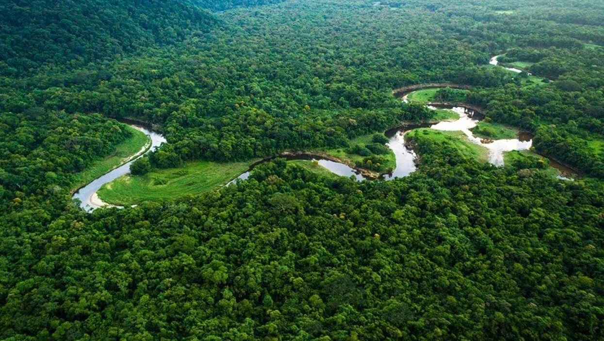 Dünyanın akciğeri yok oluyor! 2050'ye kadar yarısı gidebilir - 2. Resim