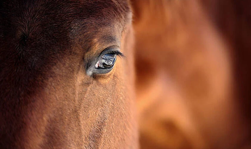 Kitlesel at ölümleri gerçekleşti! Köylülerle devlet karşı karşıya geldi - 1. Resim