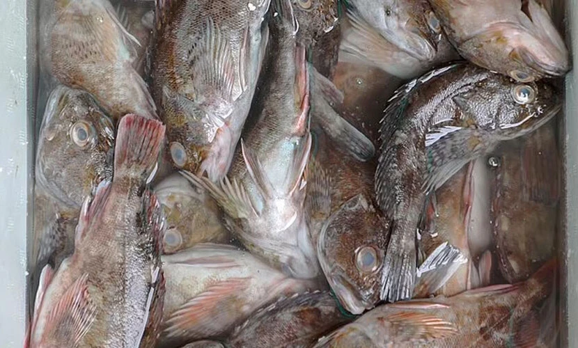 Uçakta yolcuların üzerine kurtçuk yağdı! Korkunç anları yolcular anlattı