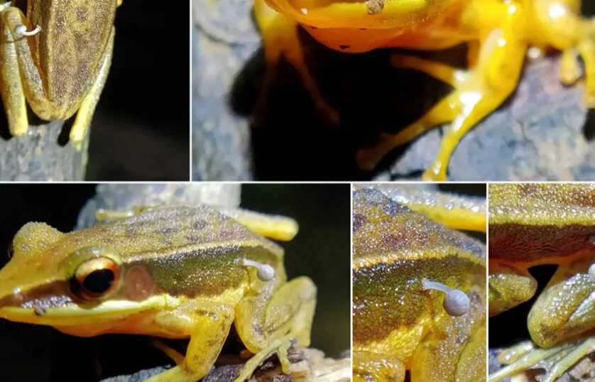 Bilim insanlarından ilginç keşif: Kurbağanın üzerinde bulundu - 1. Resim