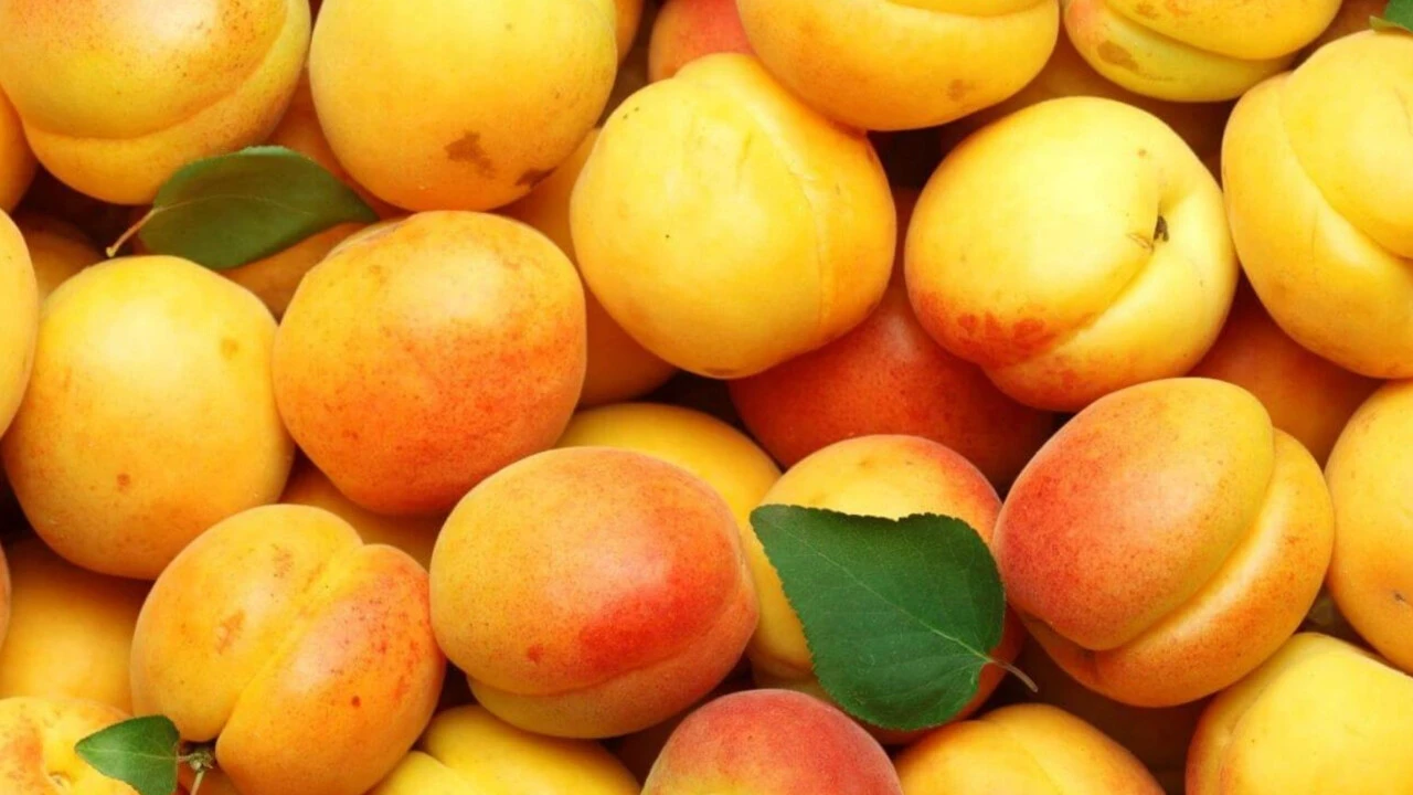 O besinlerin çekirdeklerinde siyanür var! Dünyanın en güçlü zehri