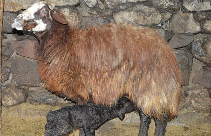 Besicilerin yüzü kuzu doğumlarıyla güldü - 1. Resim