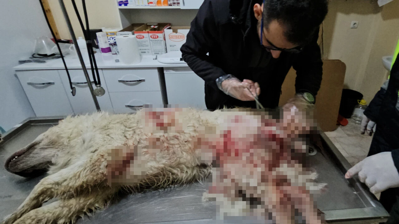 Sokak köpeği vuruldu, kanlar içinde hastaneye gidip yardım istedi