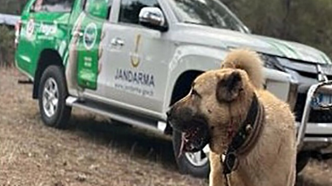 Acımasız köpek dövüşleri cezasız kalmadı! 22 kişiye hesabı soruldu