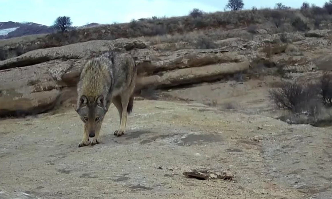'Canavar' fotokapana yakalandı: Bakışları bile ürkütücü