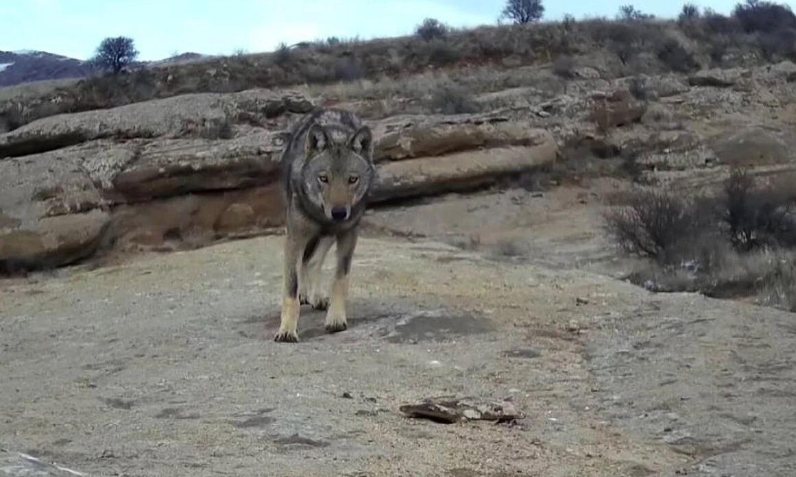'Canavar' fotokapana yakalandı: Bakışları bile ürkütücü