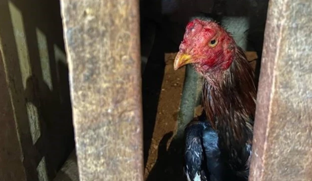 Horoz dövüştürenlere baskın! Tam 578 bin lira ceza kesildi - 2. Resim