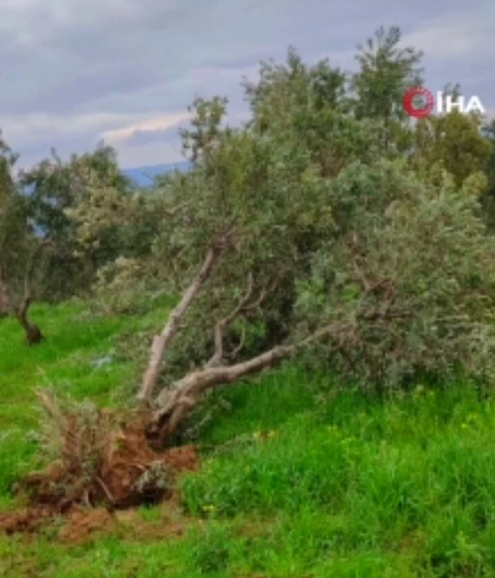 Ağaçları kökünden söken devasa hortum kamerada