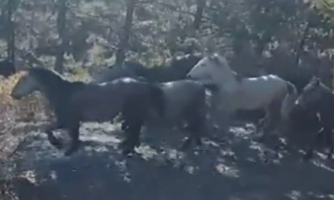 Atların efendileri kamerada: Gözlerim bir büyüyle bağlanmadıysa bu bir yılkı