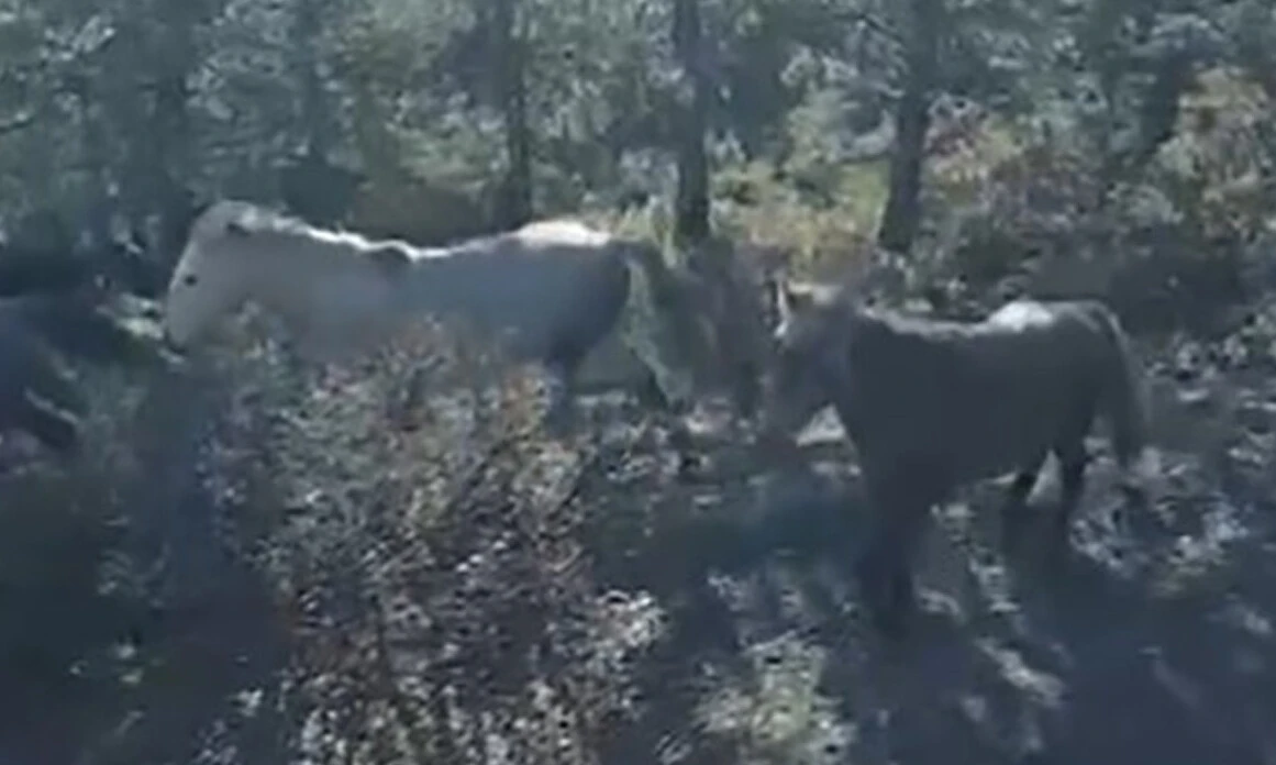 Atların efendileri kamerada: Gözlerim bir büyüyle bağlanmadıysa bu bir yılkı