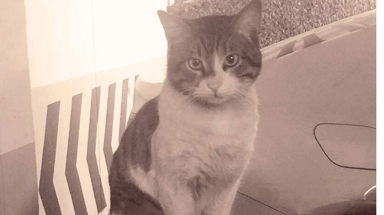 Kedi Eros'u işkence ederek öldüren İbrahim Keloğlan hakkında flaş gelişme