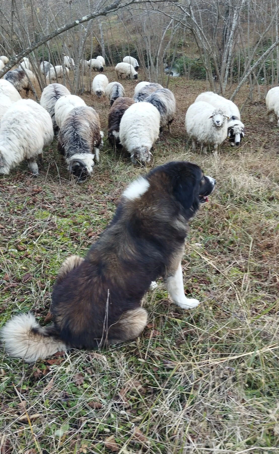 Koyunları telef eden porsuk yakayı ele verdi! Köpekler tarafından boğuldu