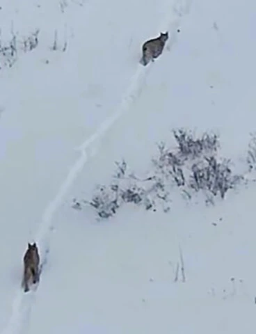 Ormanın hayaleti kırmızı listedeki <a href=