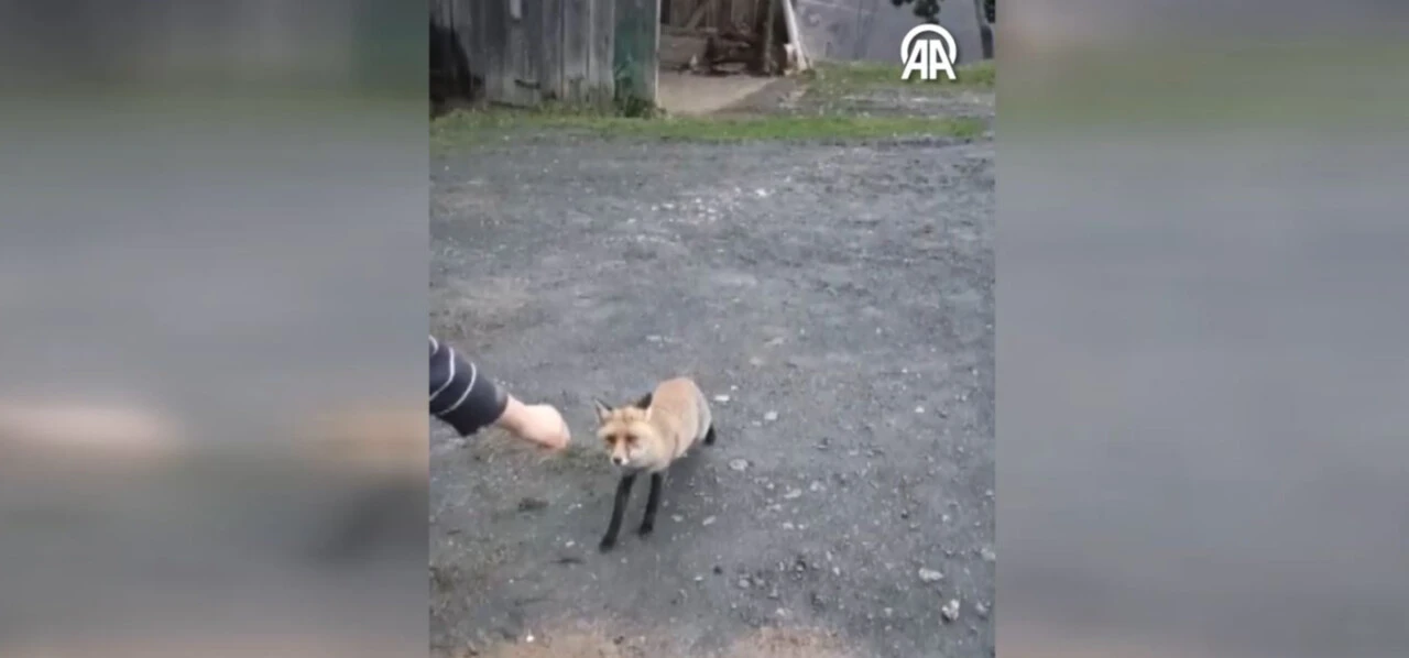 Aç kalan tilki muhtarın kapısına indi, elleriyle besledi - 1. Resim