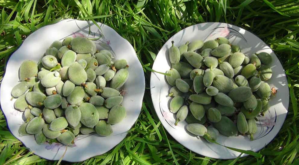 Baharın ilk badem çağlası hasadı yapıldı: Kilosu 1000 lira! - 1. Resim