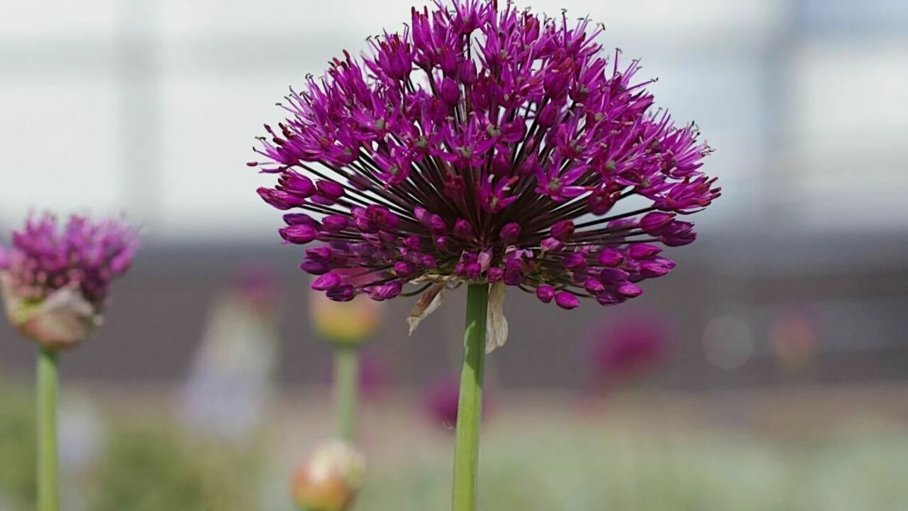 Kapadokya soğanının faydaları nelerdir? Kapadokya Soğanı nedir? Kapadokya soğanı nerede bulunur? - 1. Resim
