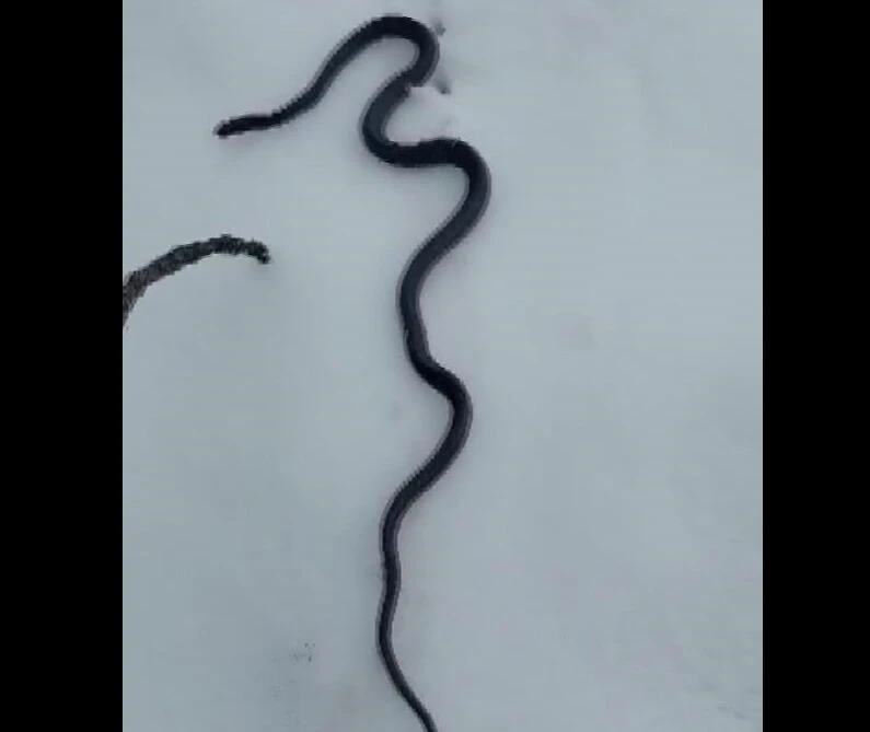 Tunceli'de kar üstünde giden <a href=