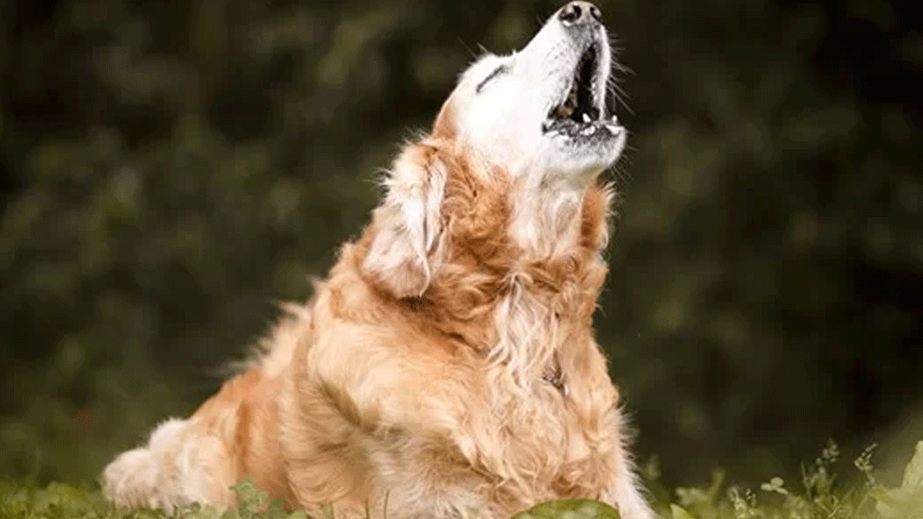 Tunceli'de kar üstünde giden yılan herkesi panikletti: Fare, kedi, köpek, yılan... Hayvanların bu davranışları deprem habercisi!
