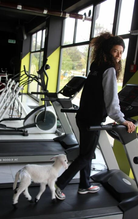 Bu spor salonuna gidenler kuzuyla koşu bandında koşuyor! - 2. Resim