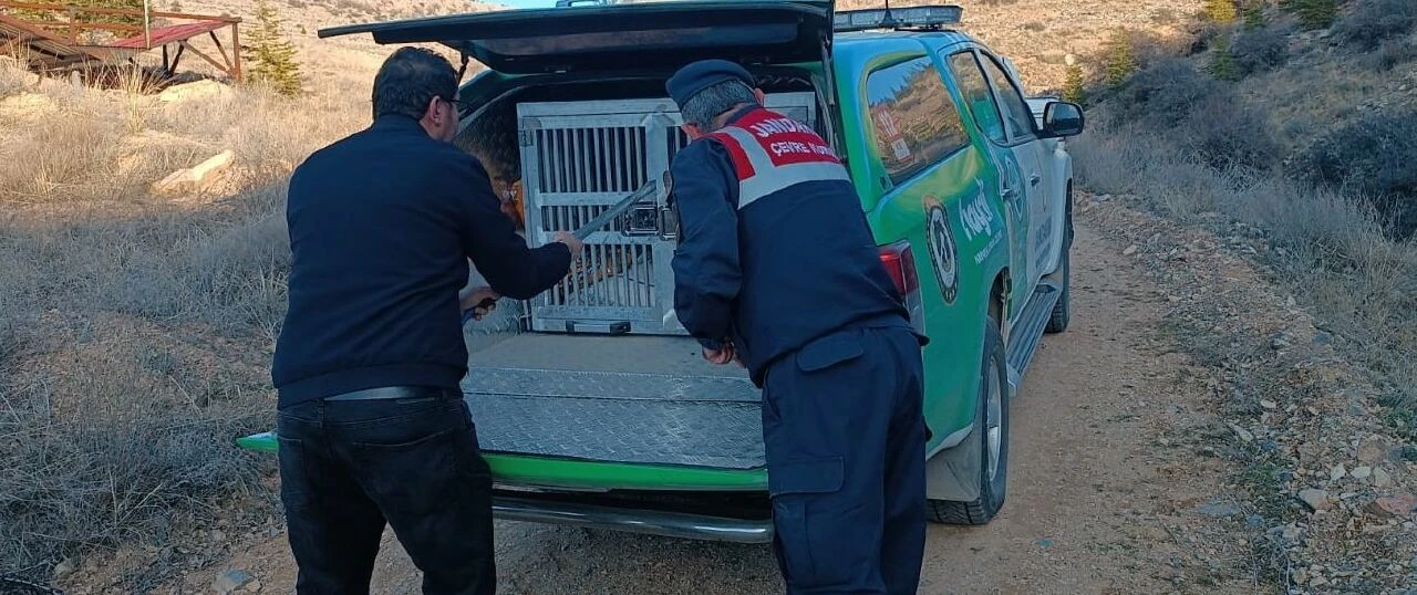 Kızıl tilki 3 metrelik çukurda mahsur kaldı! Ekipler seferber oldu