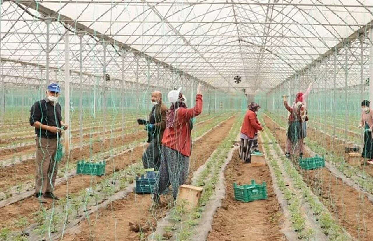 Çalışma Bakanlığı, yeni̇ düzenlemenin taslağını hazırladı: Mevsimlik işçilik meslek oluyor - 1. Resim