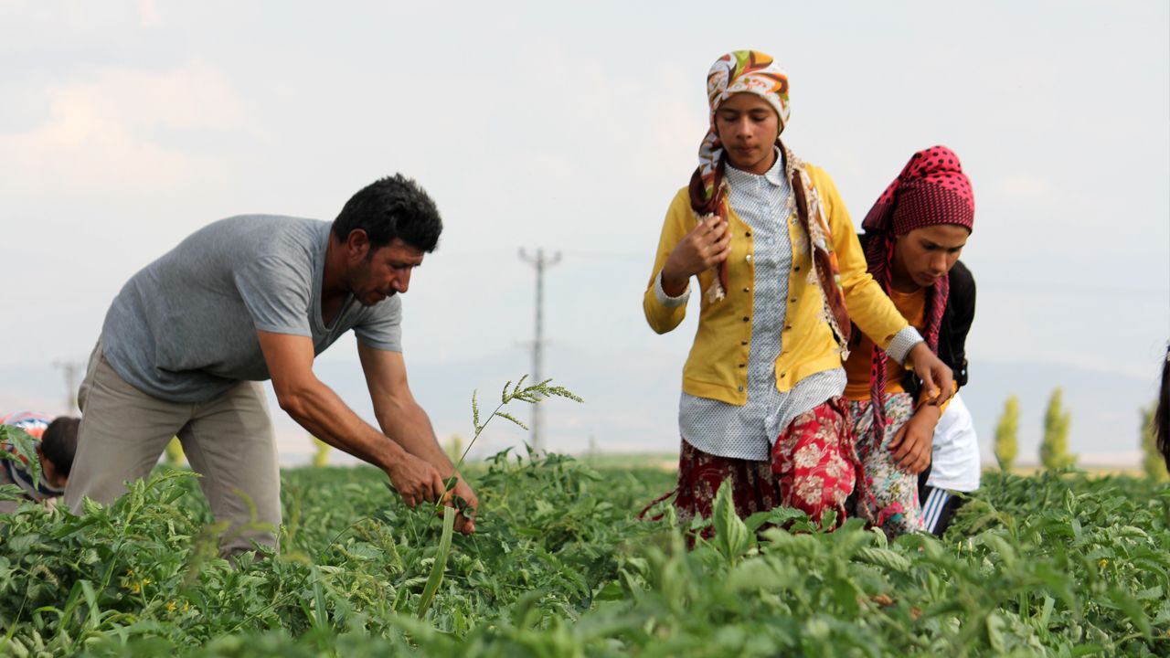 Mevsimlik işçilik meslek oluyor! Genelge taslağı hazır