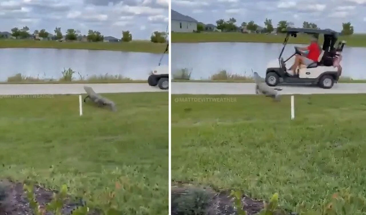 Bir timsahtan kaçarken birçoğunun olduğu gölete düşüyorlardı! İşte o anlar