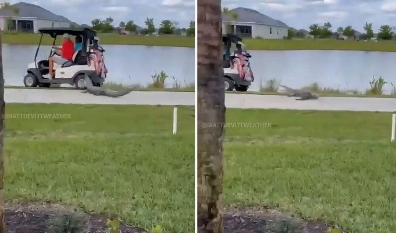 Bir timsahtan kaçarken birçoğunun olduğu gölete düşüyorlardı! İşte o anlar