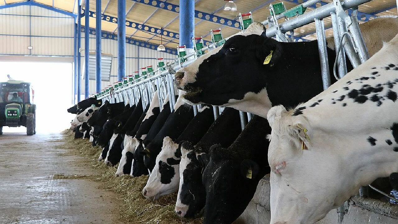 Hayvancılık için tam zamanı... İşte büyük destek modelinin detayları