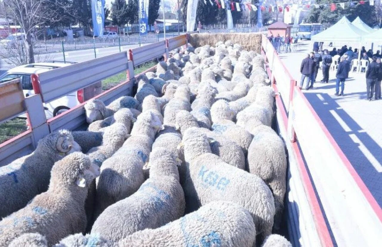 Kocaeli Büyükşehir’den üreticiye koç ve teke desteği - 2. Resim