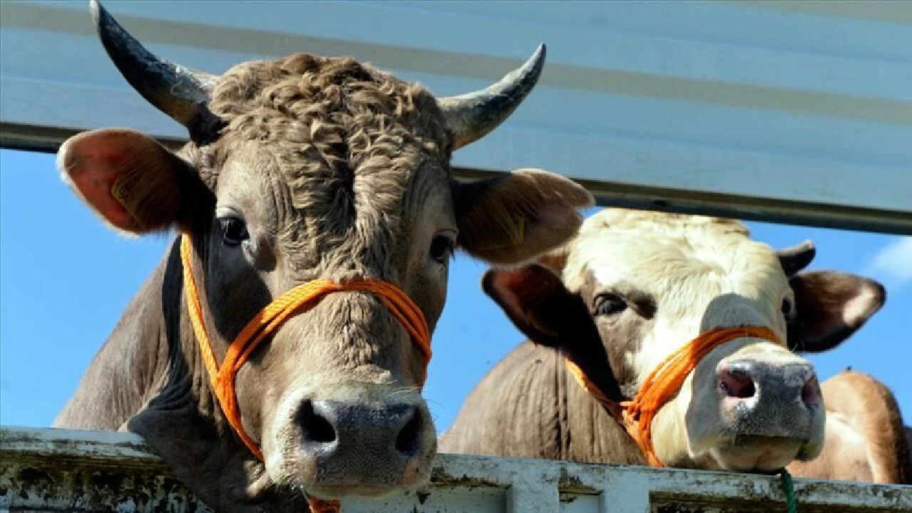 Türkiye'nin Hayvancılık Yol Haritası açıklandı! Bakan Yumaklı açıkladı: Destek ve hibeler belli oldu