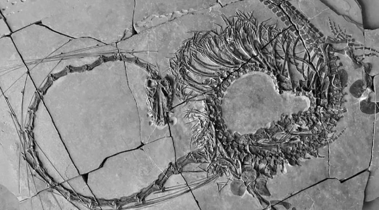 Dünya bu olayı konuşuyor! 240 milyon yıllık 'hazine' keşfedildi: 'Canavar' ilk defa görüldü - 2. Resim