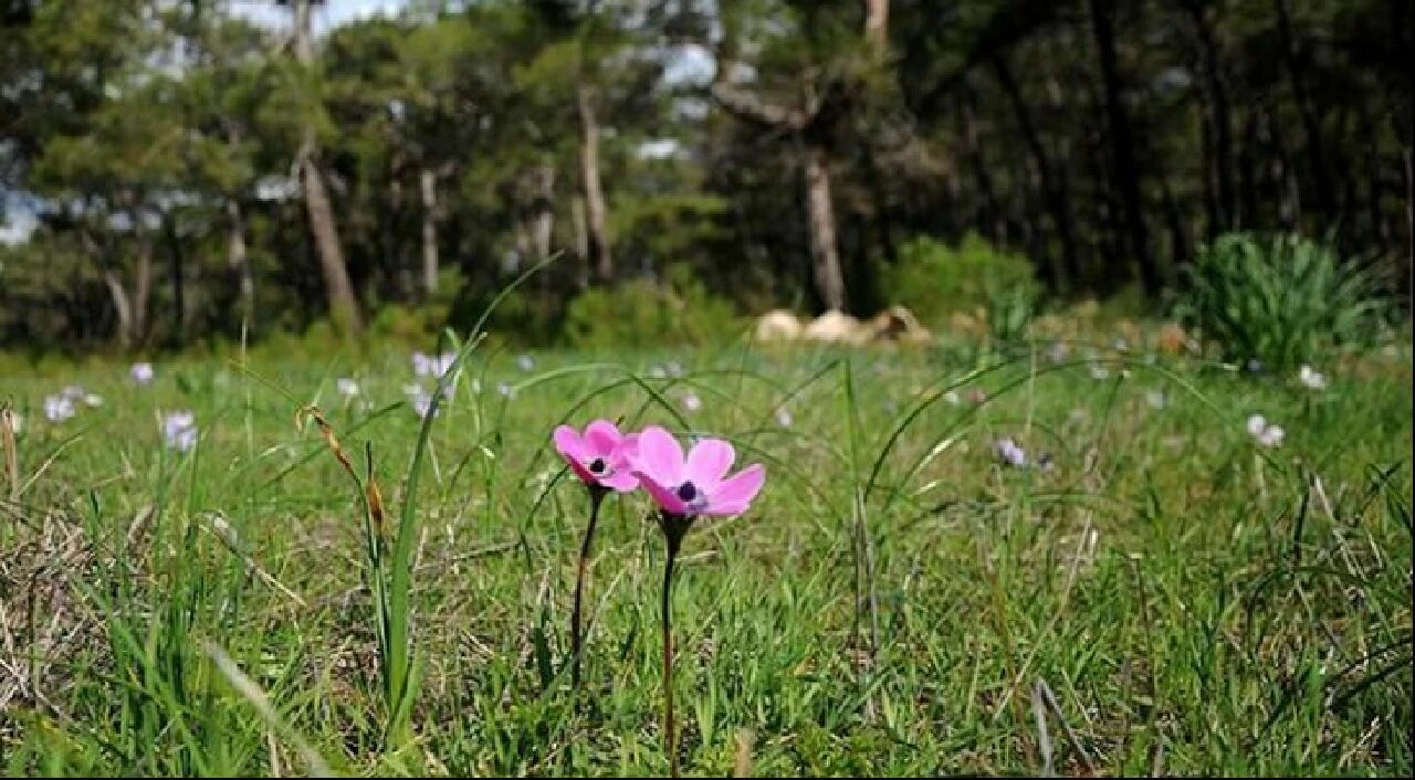 İkinci cemre suya düştü mü? Cemre suya düşerse ne olur, ne demek? - 1. Resim