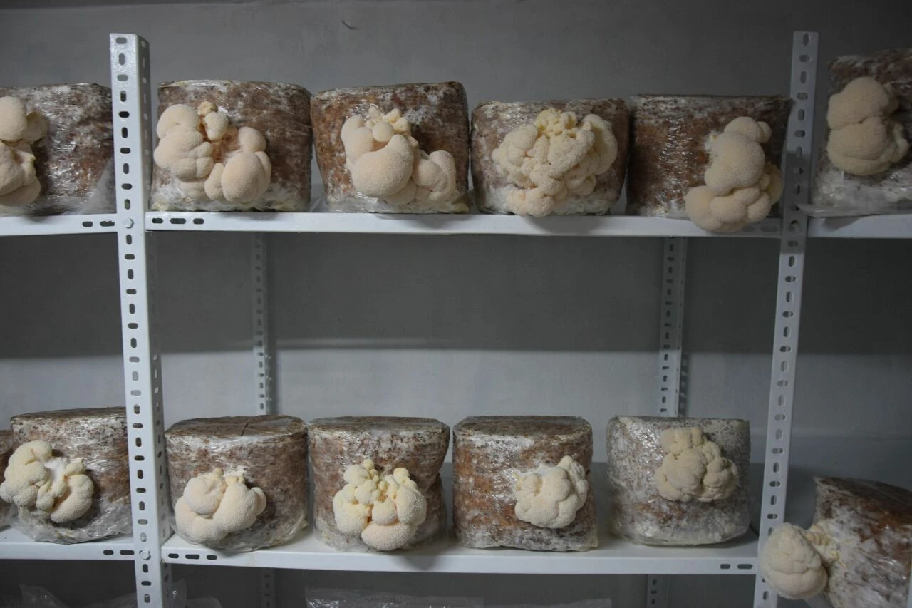 Aslen mantarı yelesinin kilosu gram altın fiyatına: Değeri 1200 ile 2 bin TL arasında! Bodrum katında Alzaymırın şifası - 1. Resim