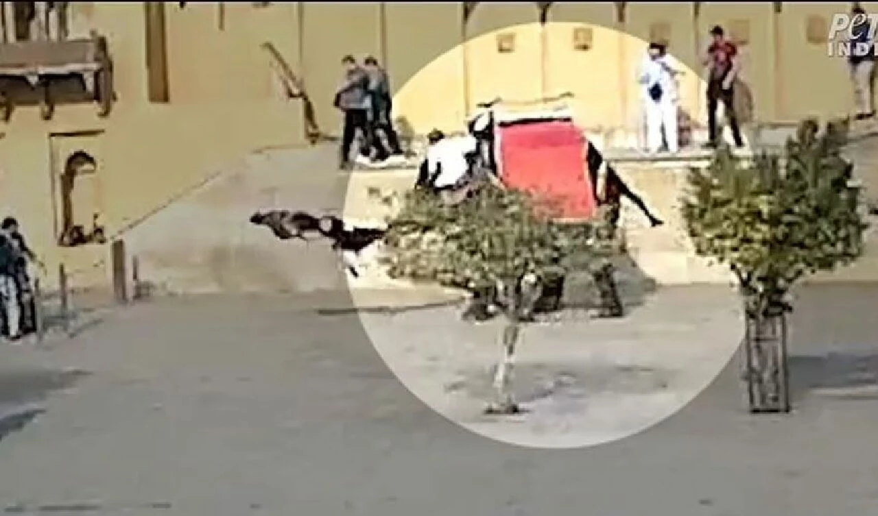 Fil saldırısı kamerada! Turisti hortumuyla tvutup yere çarptı - 3. Resim