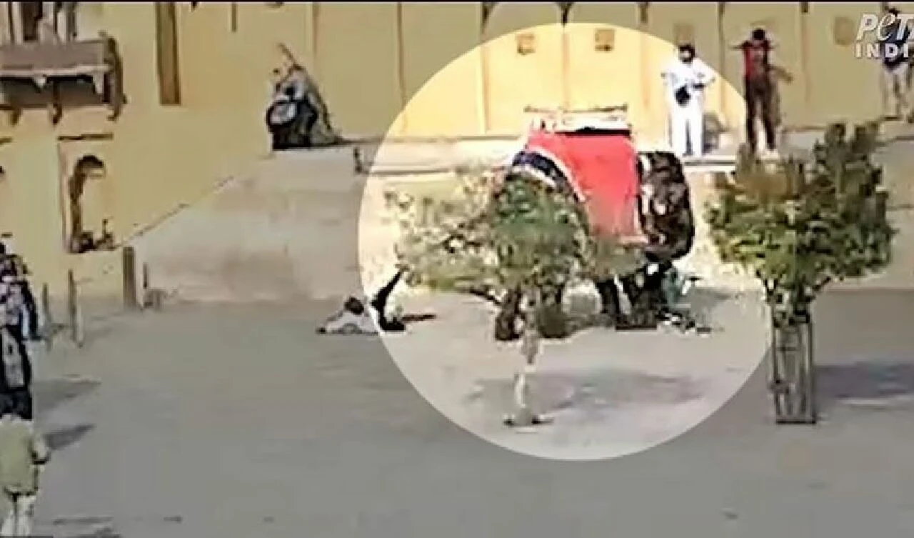 Fil saldırısı kamerada! Turisti hortumuyla tvutup yere çarptı - 1. Resim