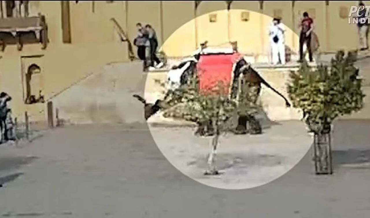 Fil saldırısı kamerada! Turisti hortumuyla tvutup yere çarptı - 2. Resim