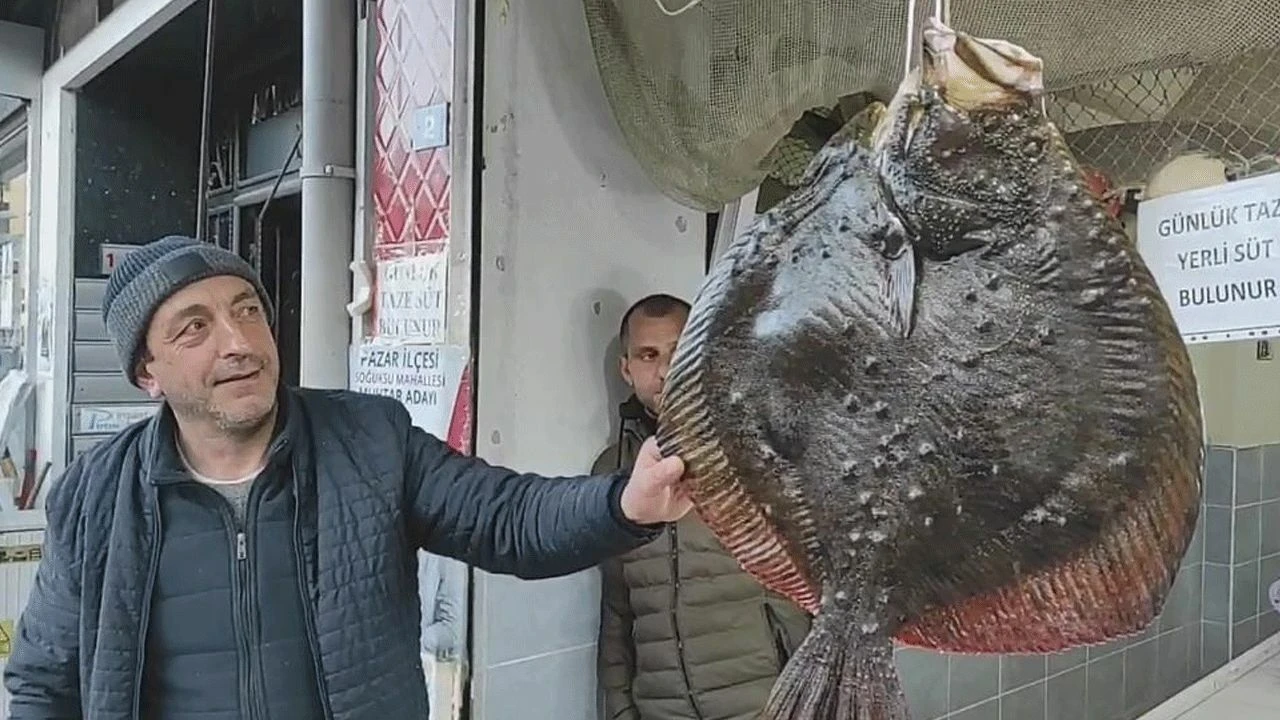 Karadeniz&#039;de nadiren görülüyor! 7 kilo ağırlığındaki kalkan balığının fiyatı dudak uçuklattı