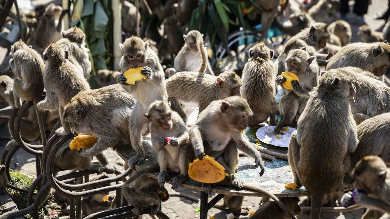 Şehri istila ettiler: Yaşamı durma noktasına getirdiler