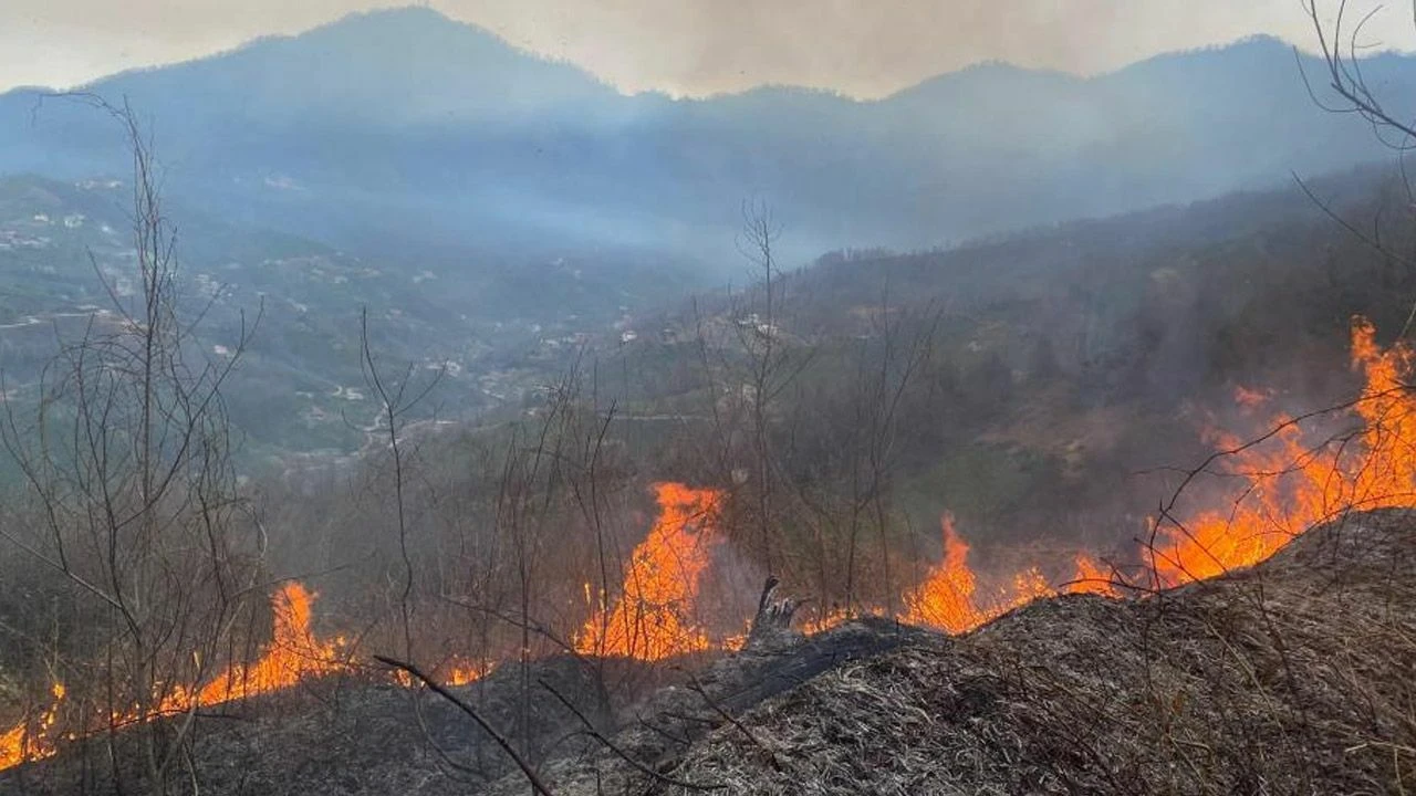 Hopa'da korkutan orman yangını 