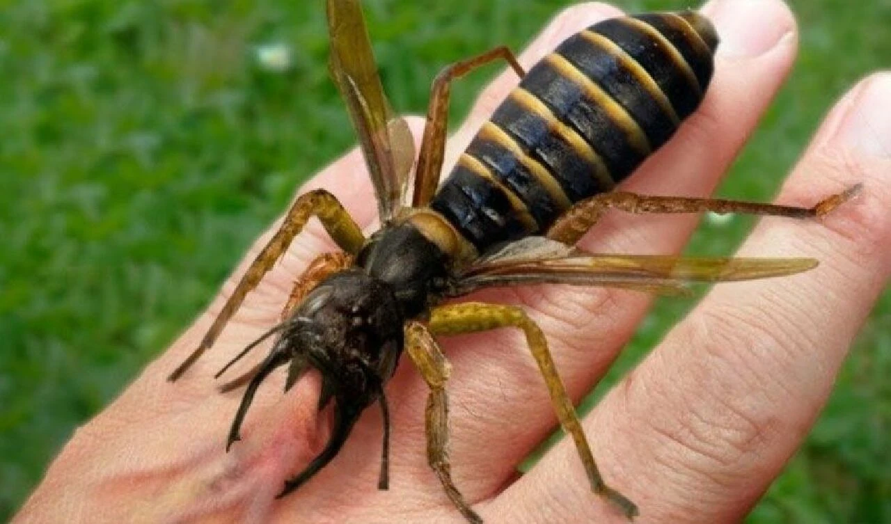 'Evi yak kaç' diyenler oldu! Banyoda görünce neye uğradığını şaşırdı