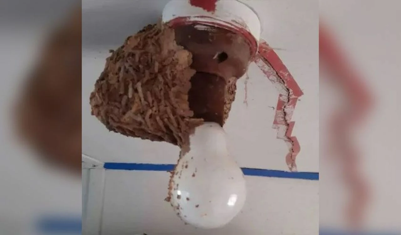 'Evi yak kaç' diyenler oldu! Banyoda görünce neye uğradığını şaşırdı