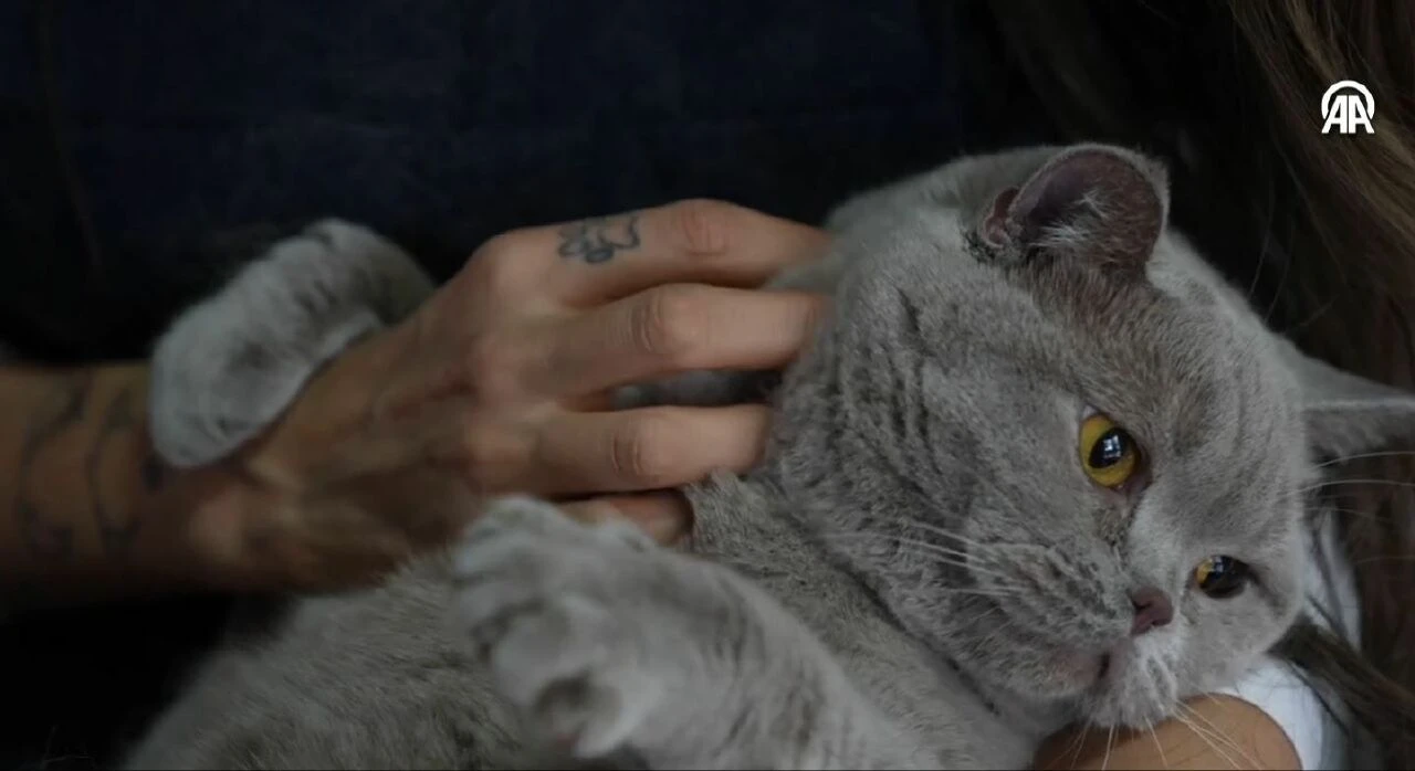 Obez kedi 'Şiraz' zayıflamak zorunda olduğu için çok mutsuz! Yüzüyor, pilates yapıyor - 2. Resim