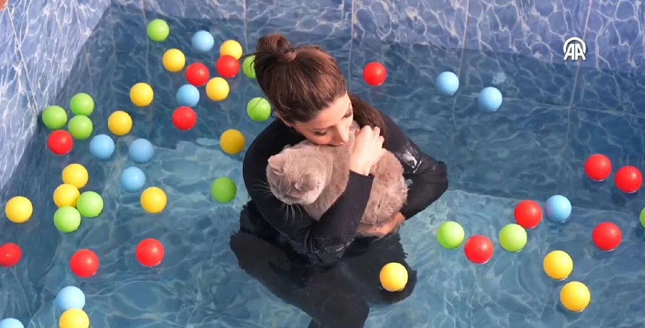 Obez kedi 'Şiraz' zayıflamak zorunda olduğu için çok mutsuz! Yüzüyor, pilates yapıyor - 1. Resim