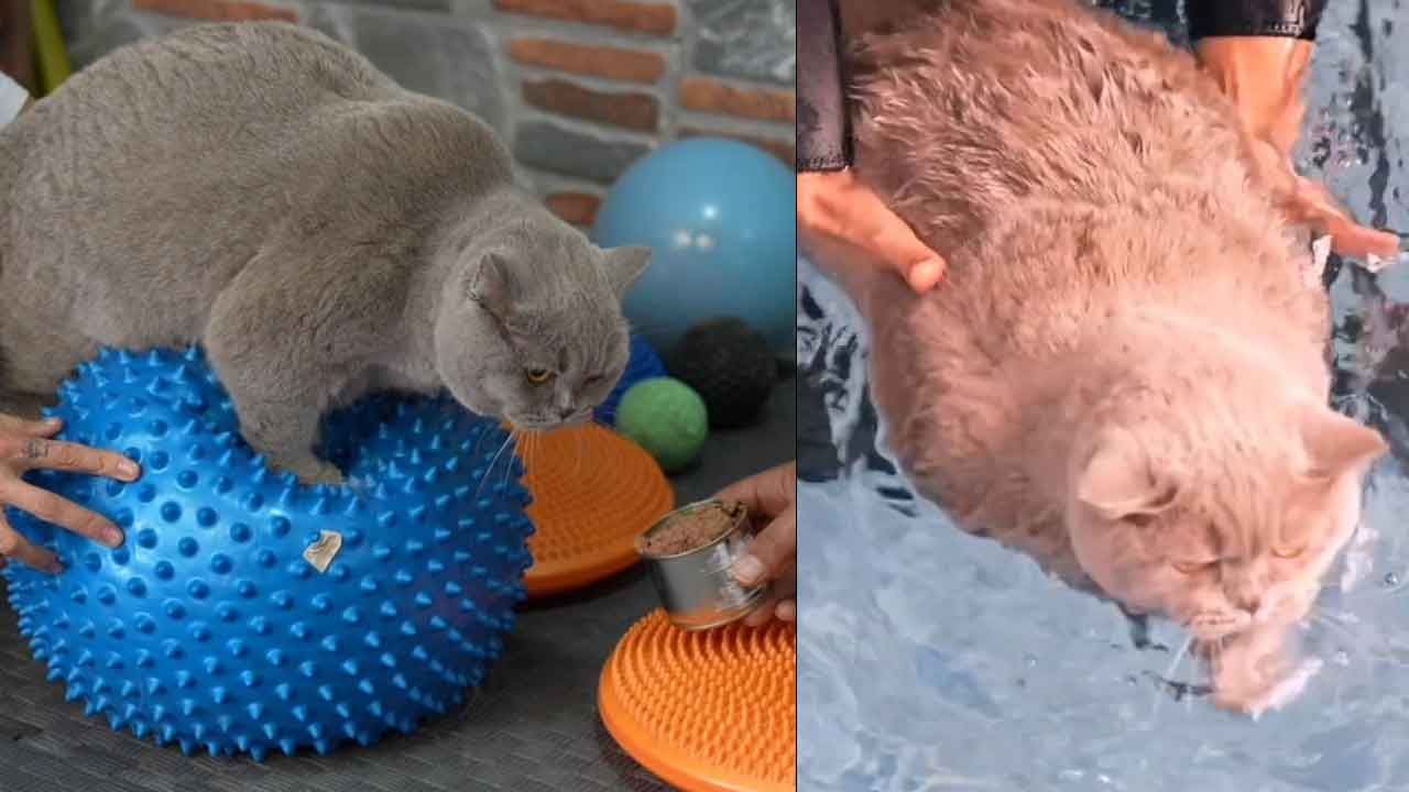 Obez kedi 'Şiraz' zayıflamak zorunda olduğu için çok mutsuz! Yüzüyor, pilates yapıyor