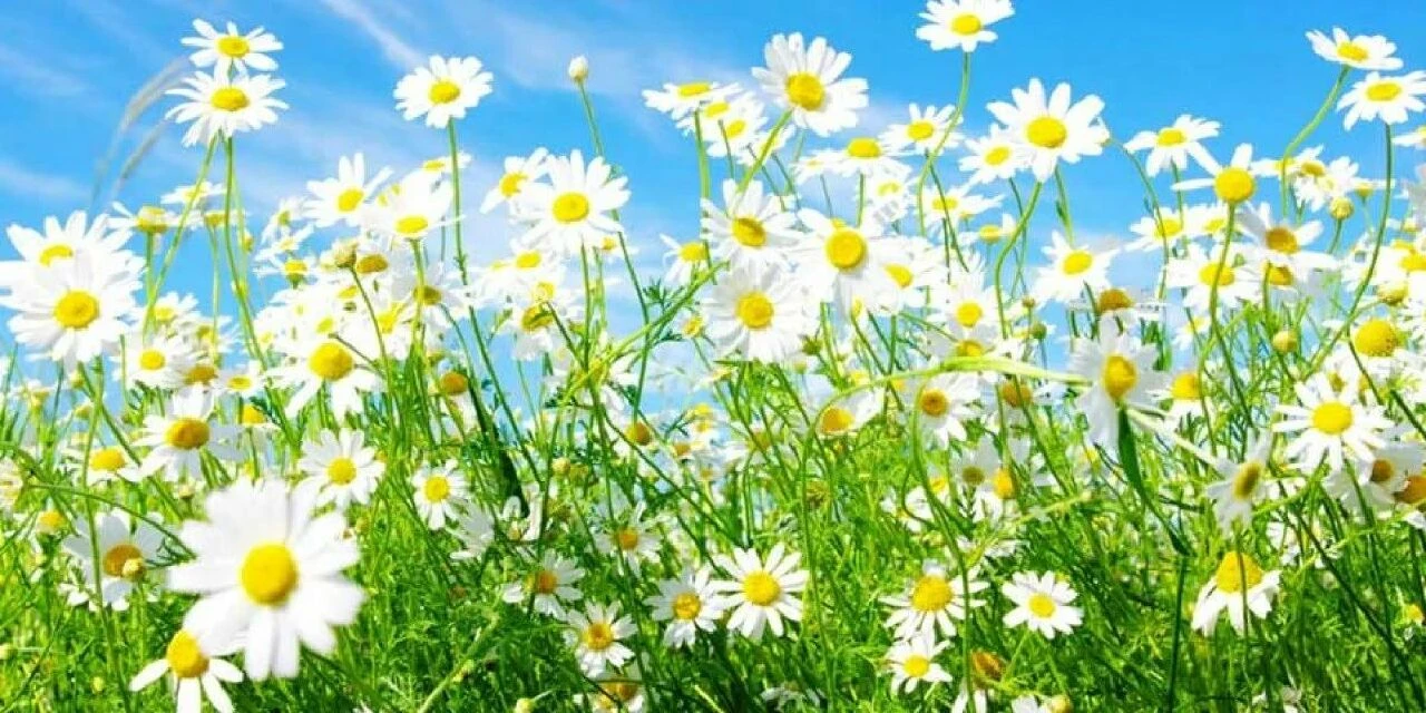 3. cemre toprağa 5-6 Mart tarihinde düşecek - 1. Resim