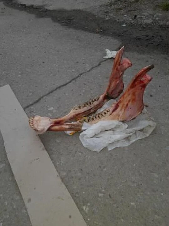 At eti skandalı! Çöpten çıkan hayvan kemikleri halkı şüphelendirdi - 2. Resim