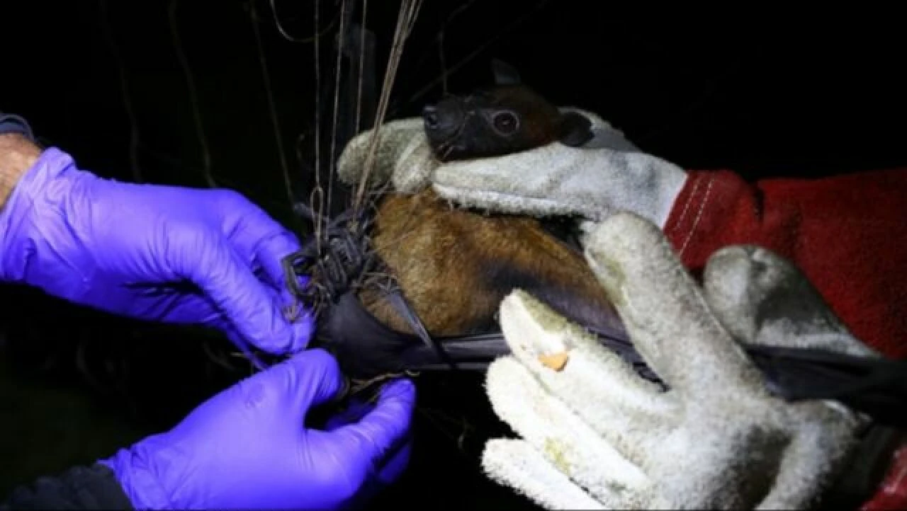 Bu yiyeceklere ve hayvanlara dikkat! 2 kişiyi öldüren virüsün semptomları da belirsiz